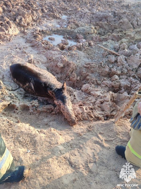 Операция «Спасение жеребёнка»: как Байконурские пожарные спасли бедолагу из грязевой ловушки