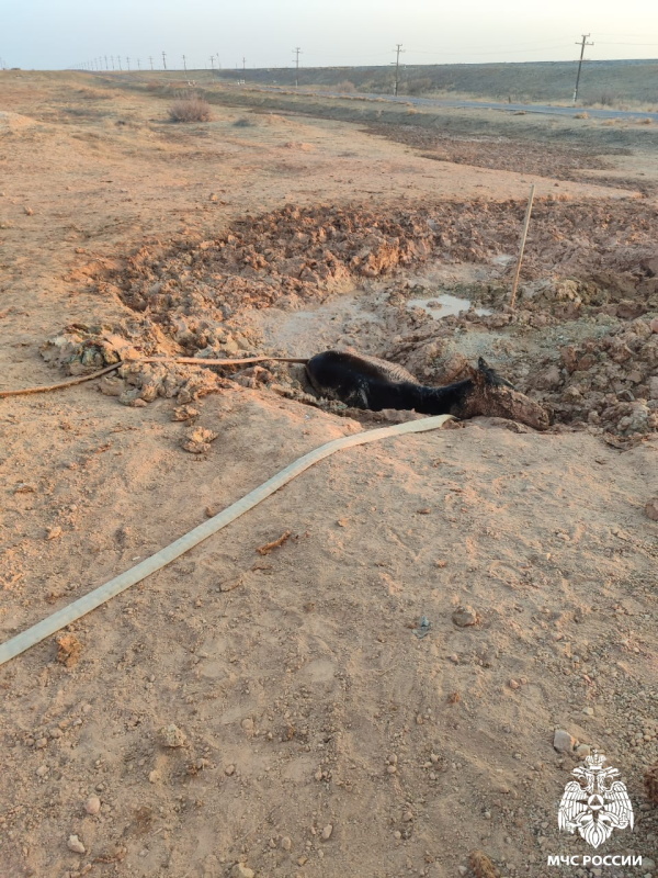 Операция «Спасение жеребёнка»: как Байконурские пожарные спасли бедолагу из грязевой ловушки