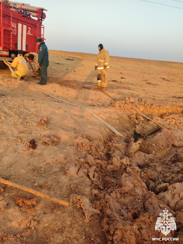 Операция «Спасение жеребёнка»: как Байконурские пожарные спасли бедолагу из грязевой ловушки